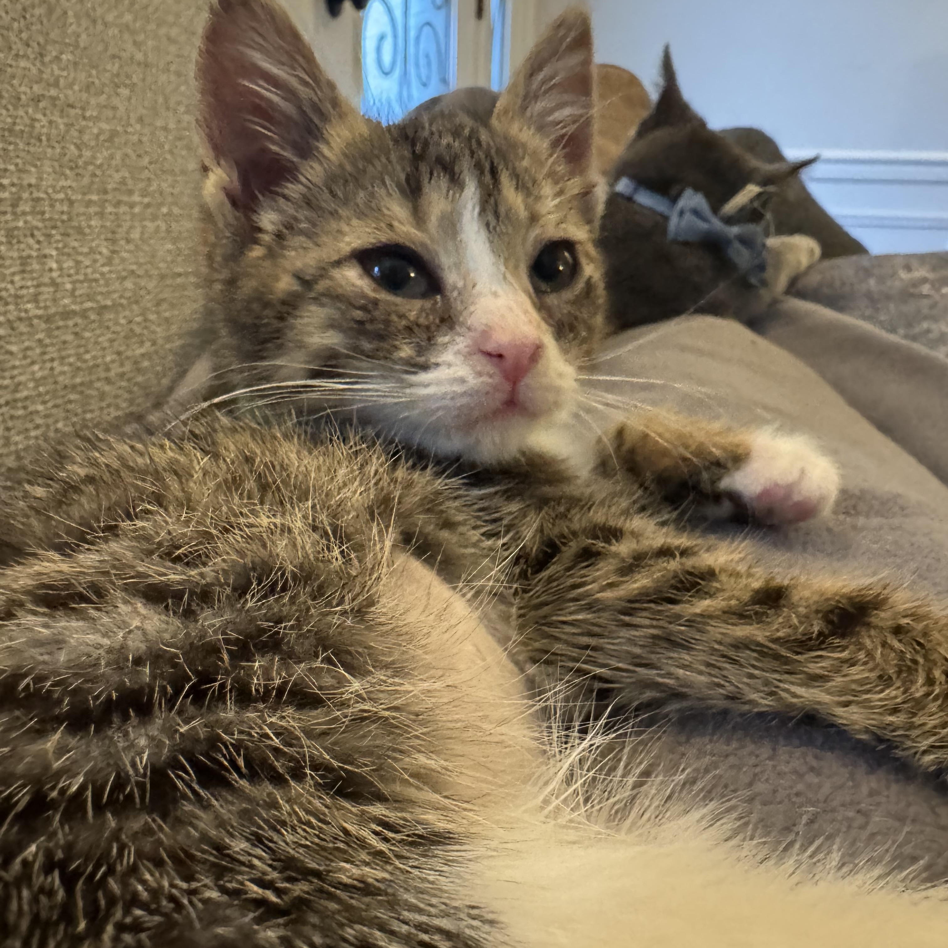 Empanada, a ADOPTABLE mixed breed in Hyattsville, MD image 2/6