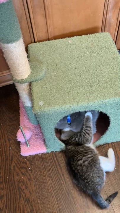 Enlarge Empanada, a ADOPTABLE mixed breed in Hyattsville, MD video 6/6