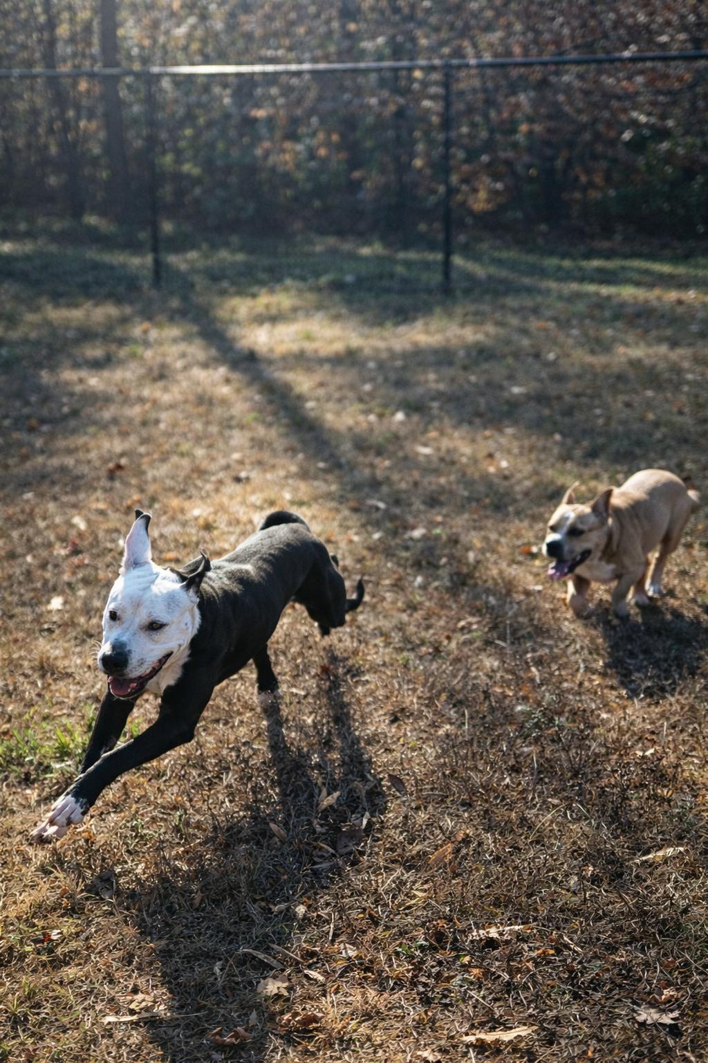 Enlarge Geo, a Adoptable mixed breed in Stafford, VA image 2/3