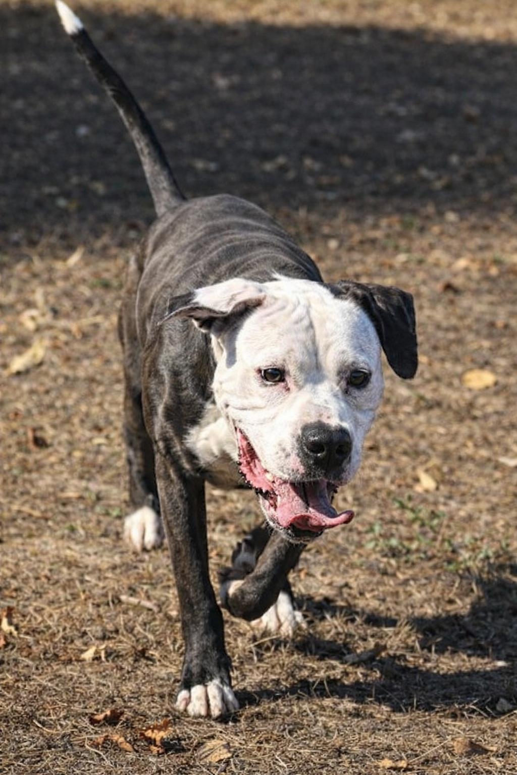 Enlarge Geo, a Adoptable mixed breed in Stafford, VA image 1/3