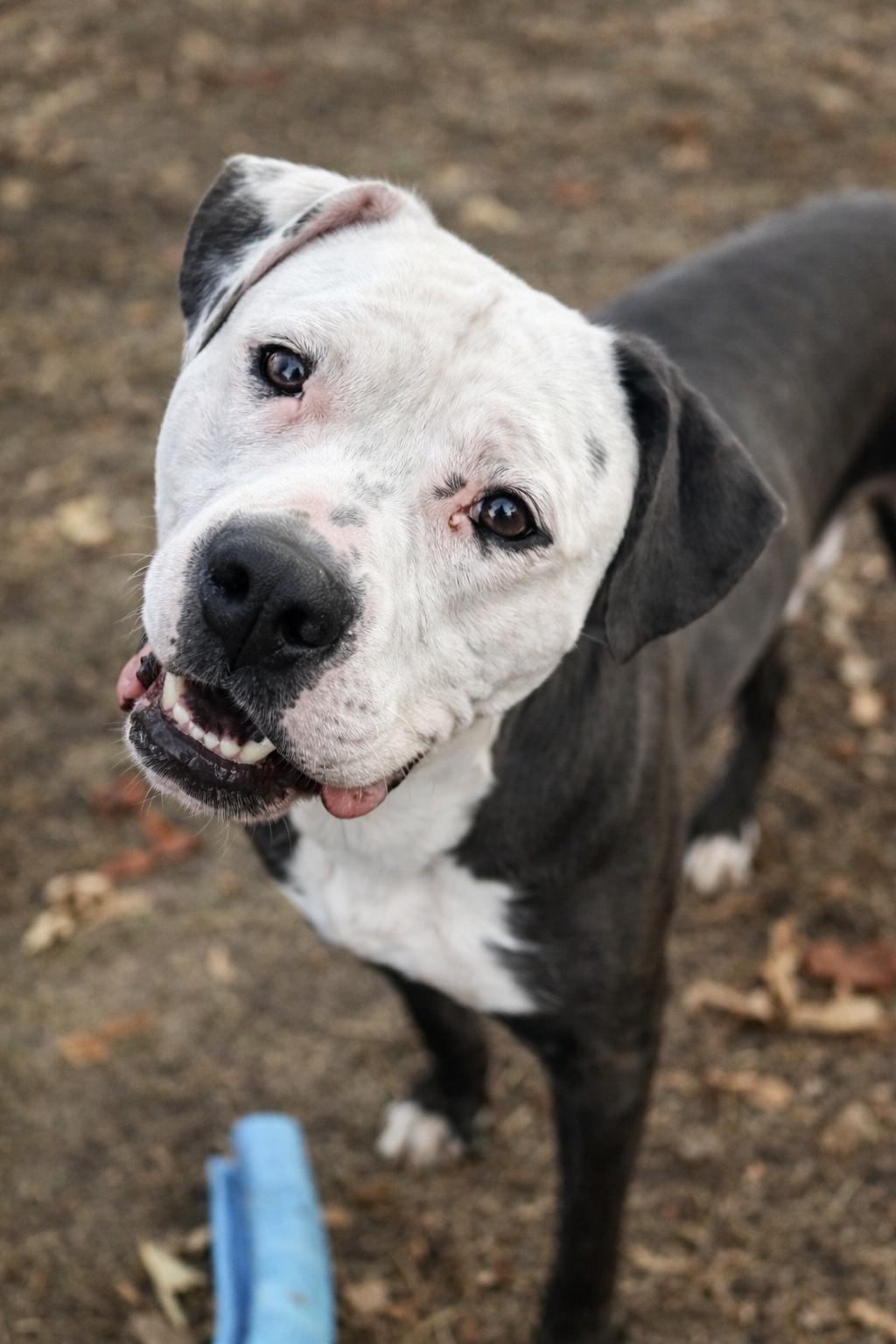 Enlarge Geo, a Adoptable mixed breed in Stafford, VA image 3/3