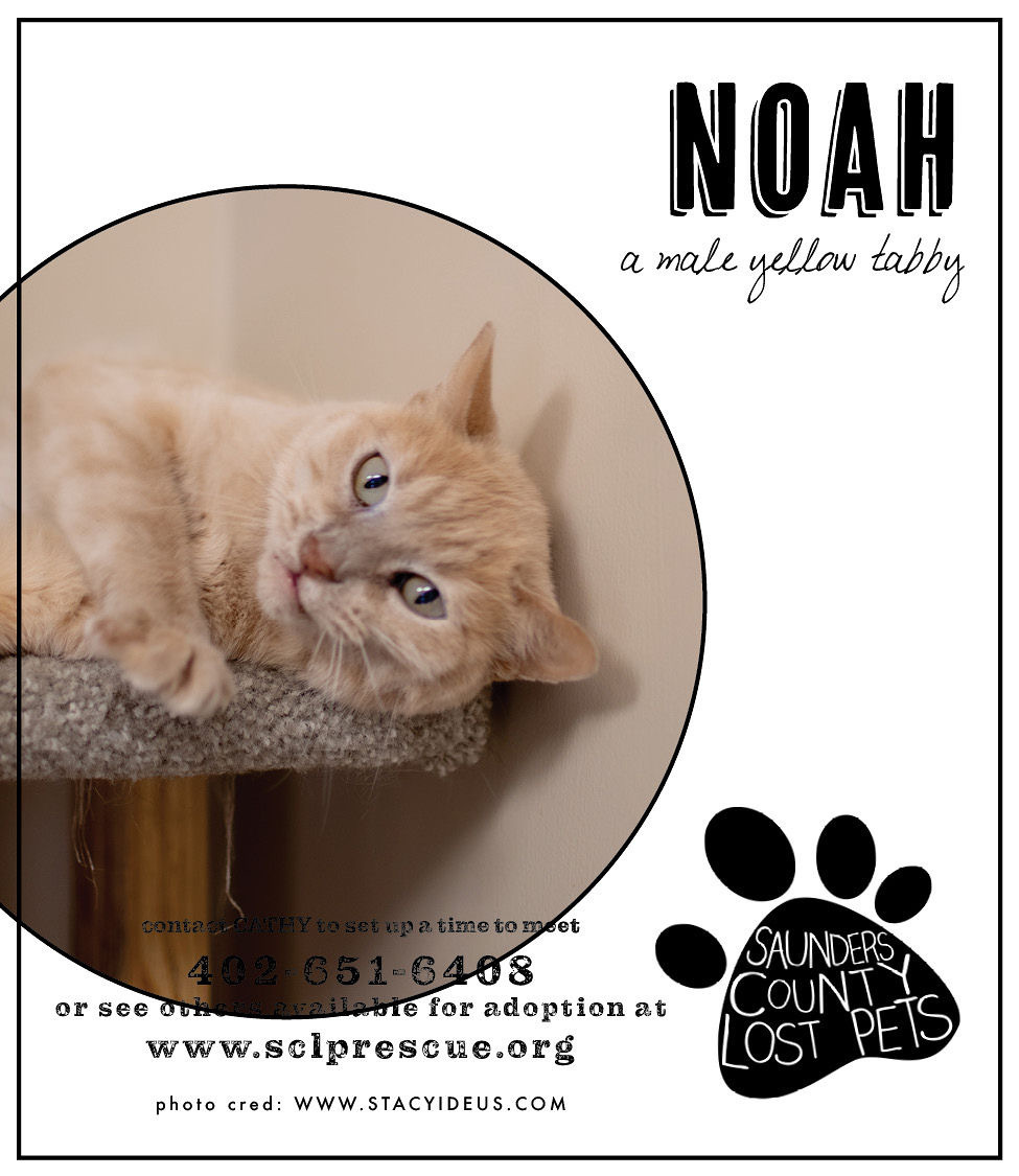 Noah, Adoptable, Adult Male Domestic Short Hair.
