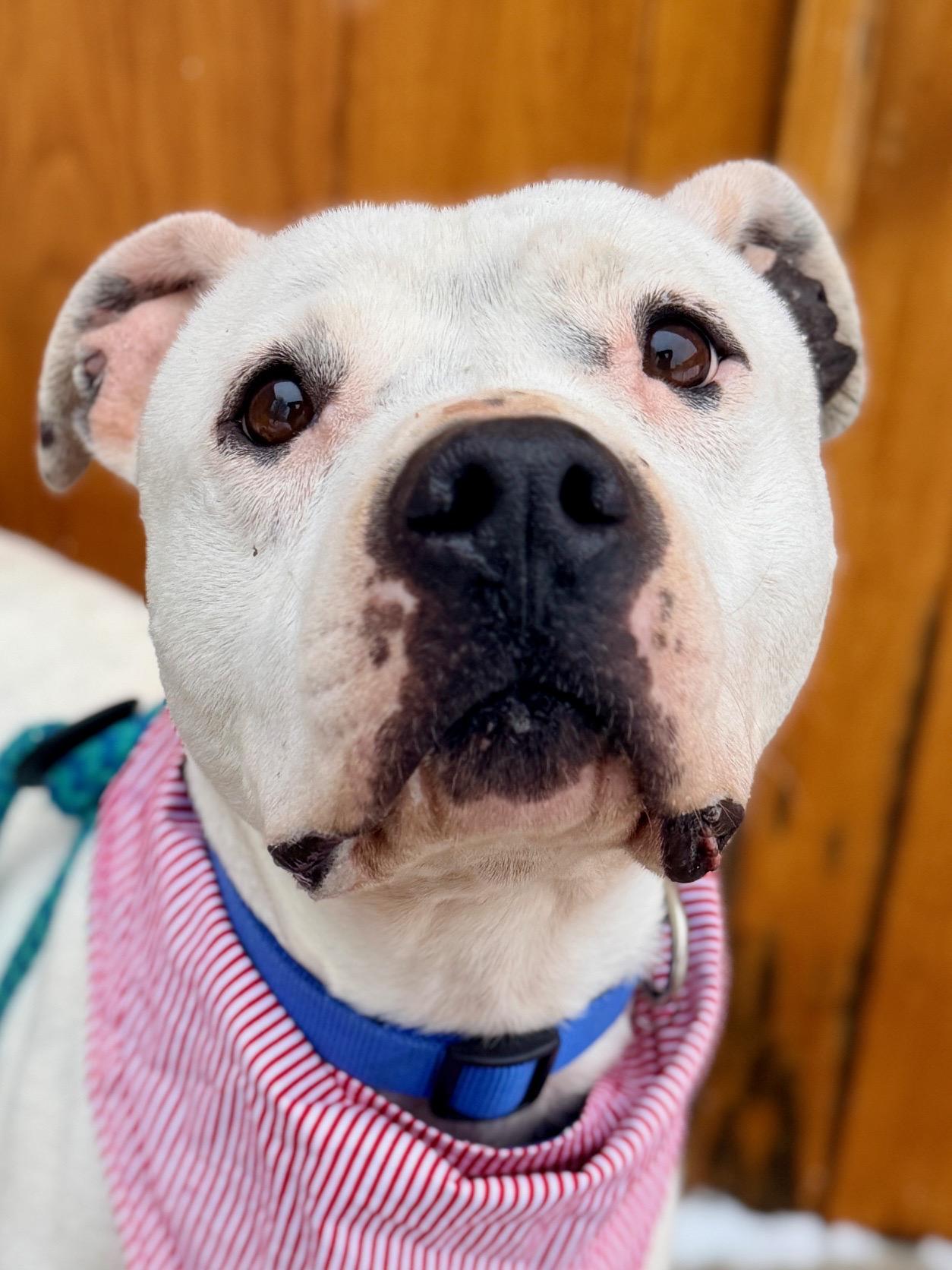 Lillis — thumbnail 2