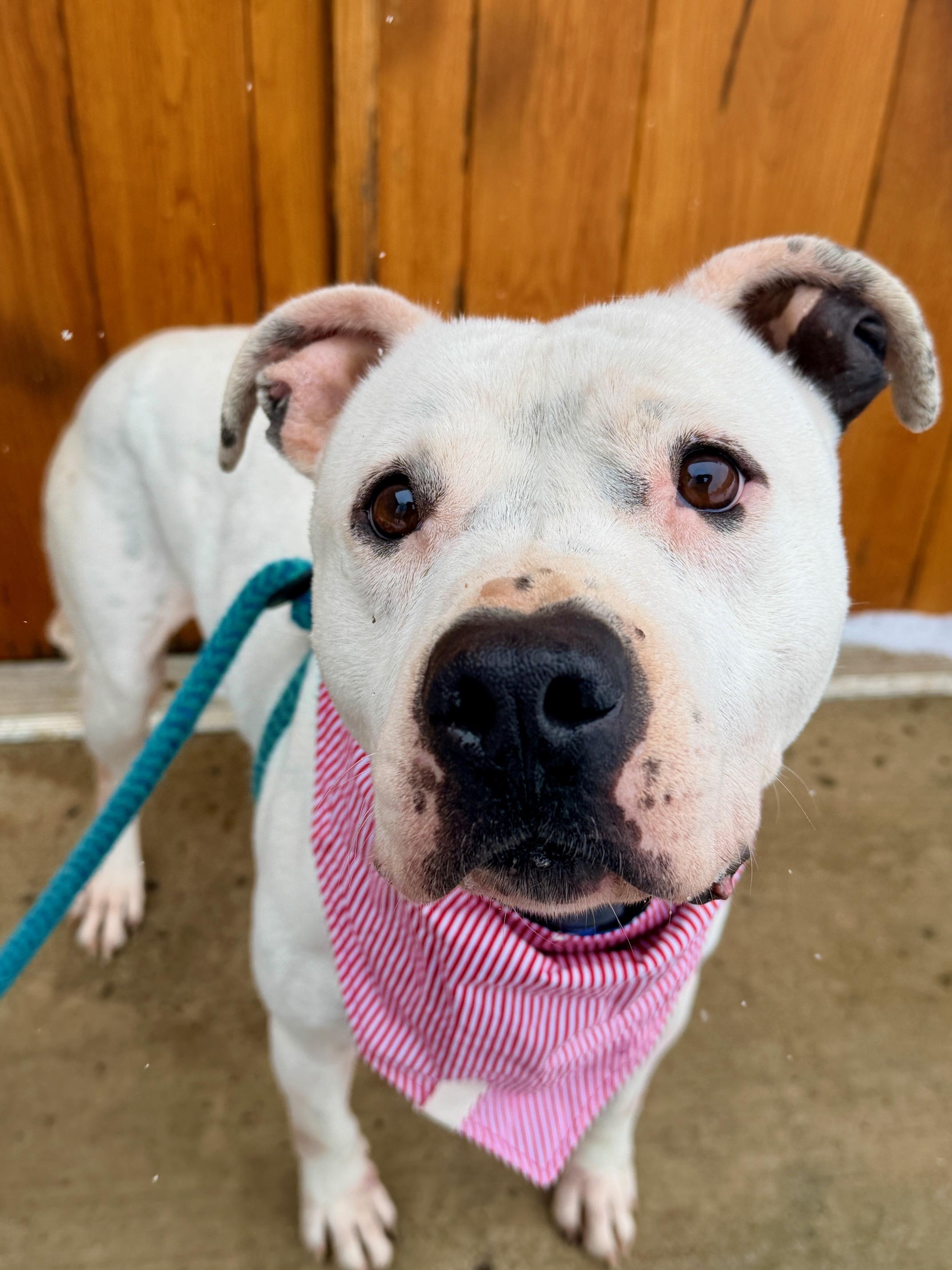 Lillis — thumbnail 3