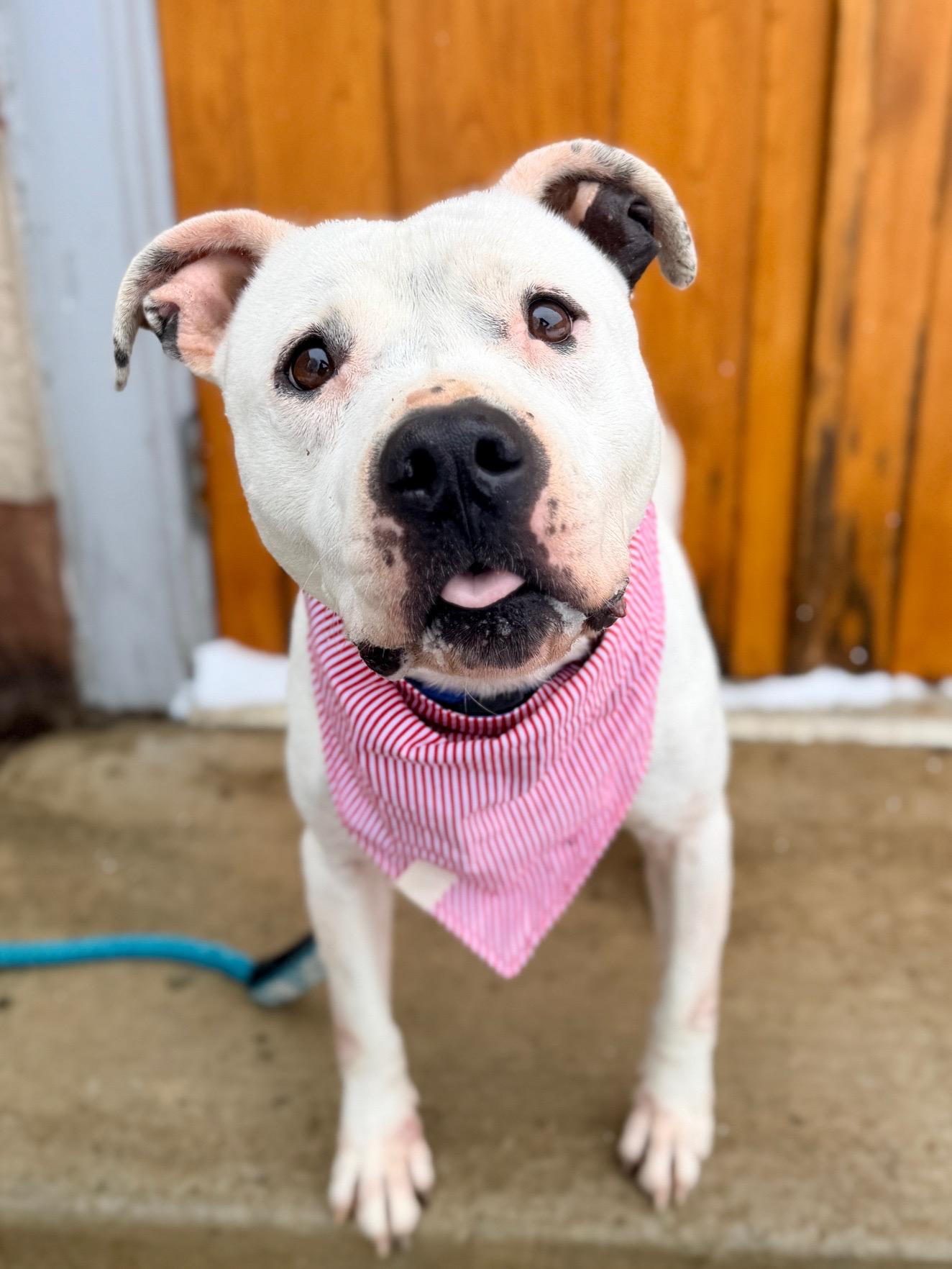 Lillis — thumbnail 4