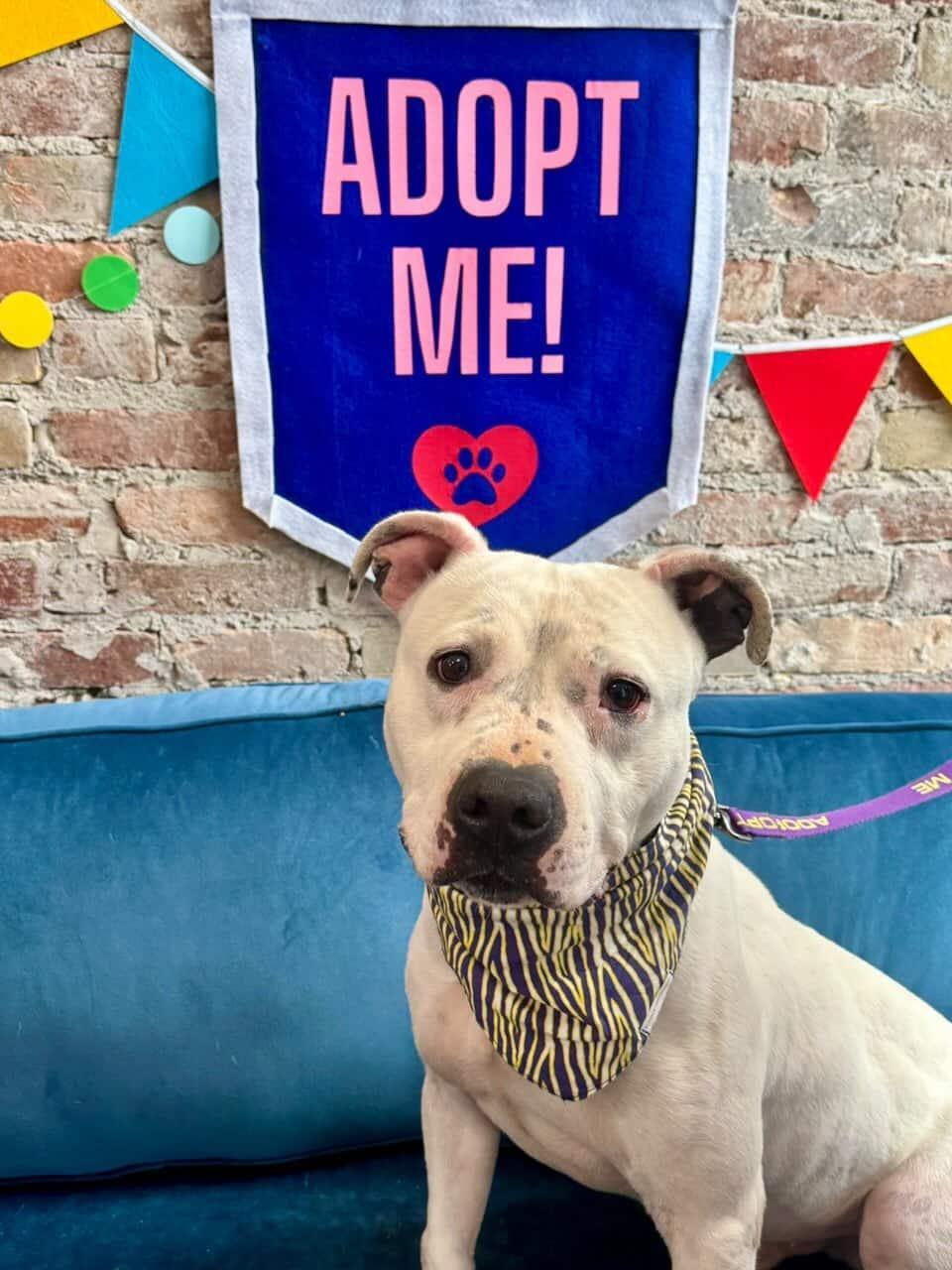 Lillis, adoptable, Young Male Pit Bull Terrier.