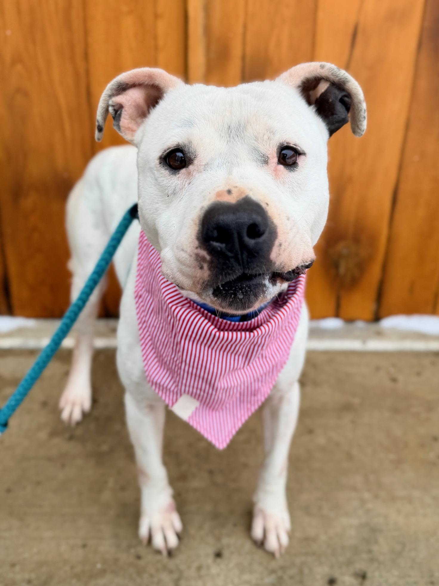 Lillis — thumbnail 5