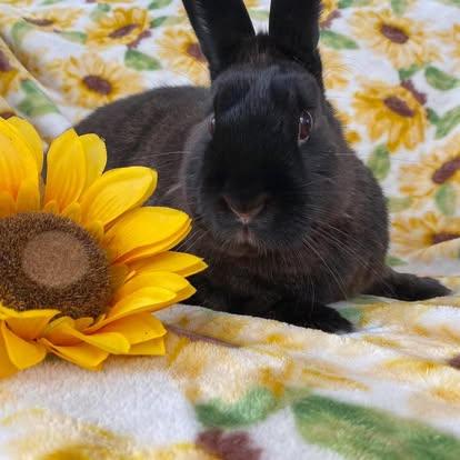 Luna, Adoptable, Adult Female Bunny Rabbit.