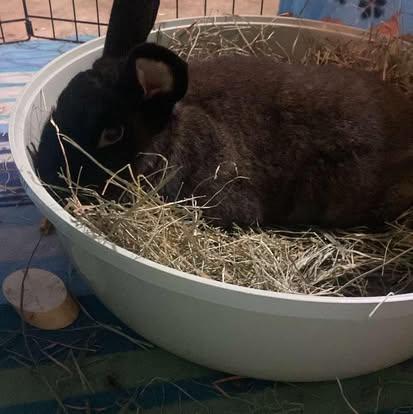 Luna, a Adoptable Bunny Rabbit in Westbrook, ME image 2/2
