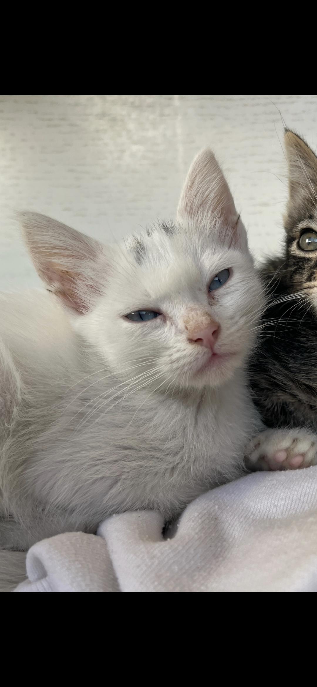 Enlarge London, an adopted mixed breed in Hawthorne, CA image 3/4