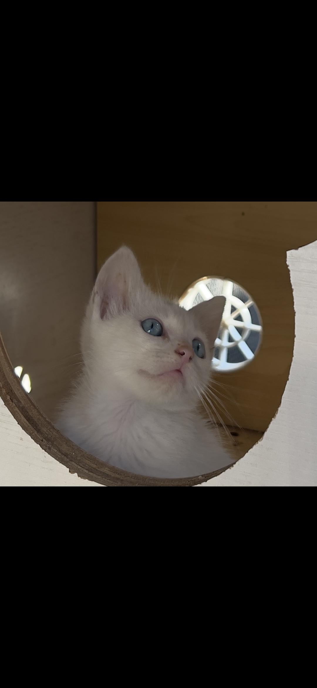 Enlarge London, an adopted mixed breed in Hawthorne, CA image 2/4