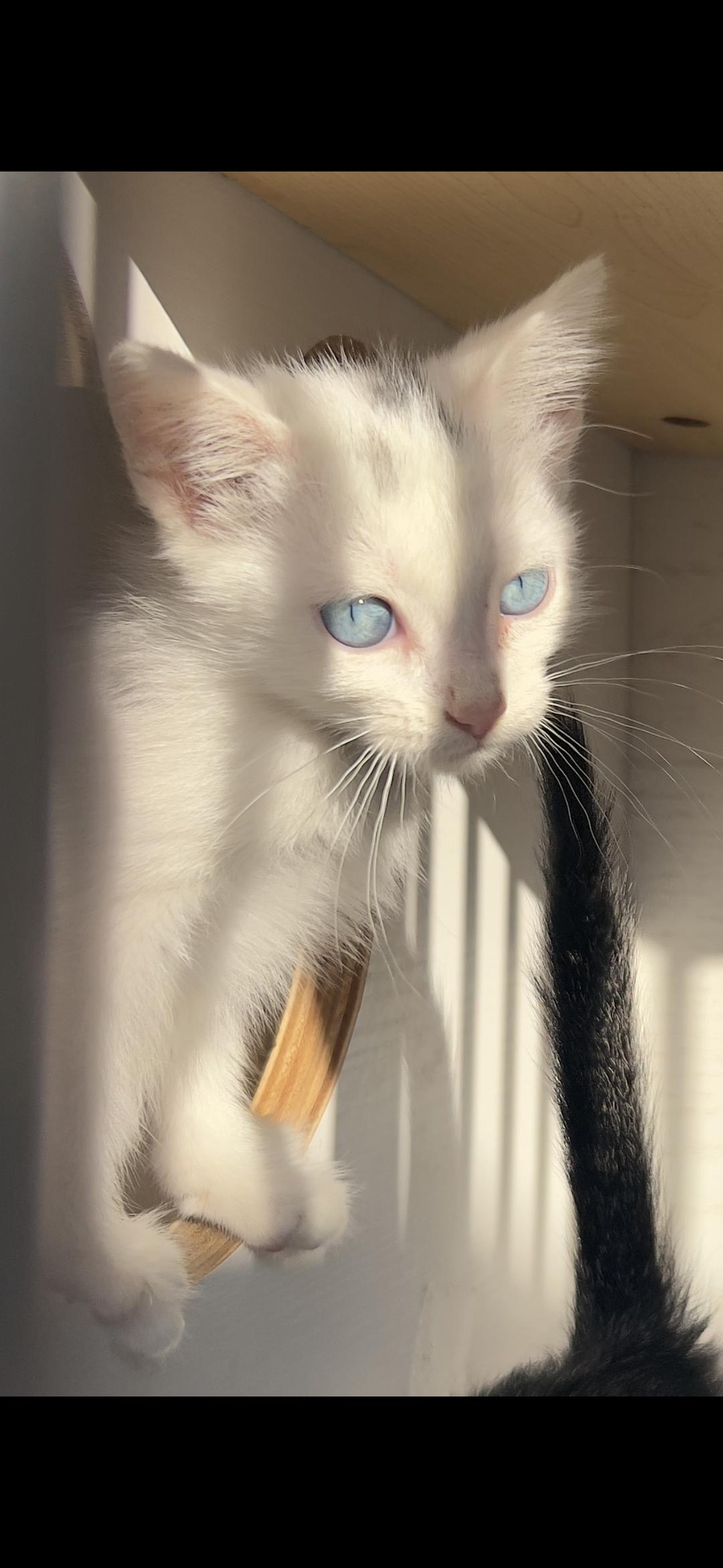 Enlarge London, an adopted mixed breed in Hawthorne, CA image 1/4