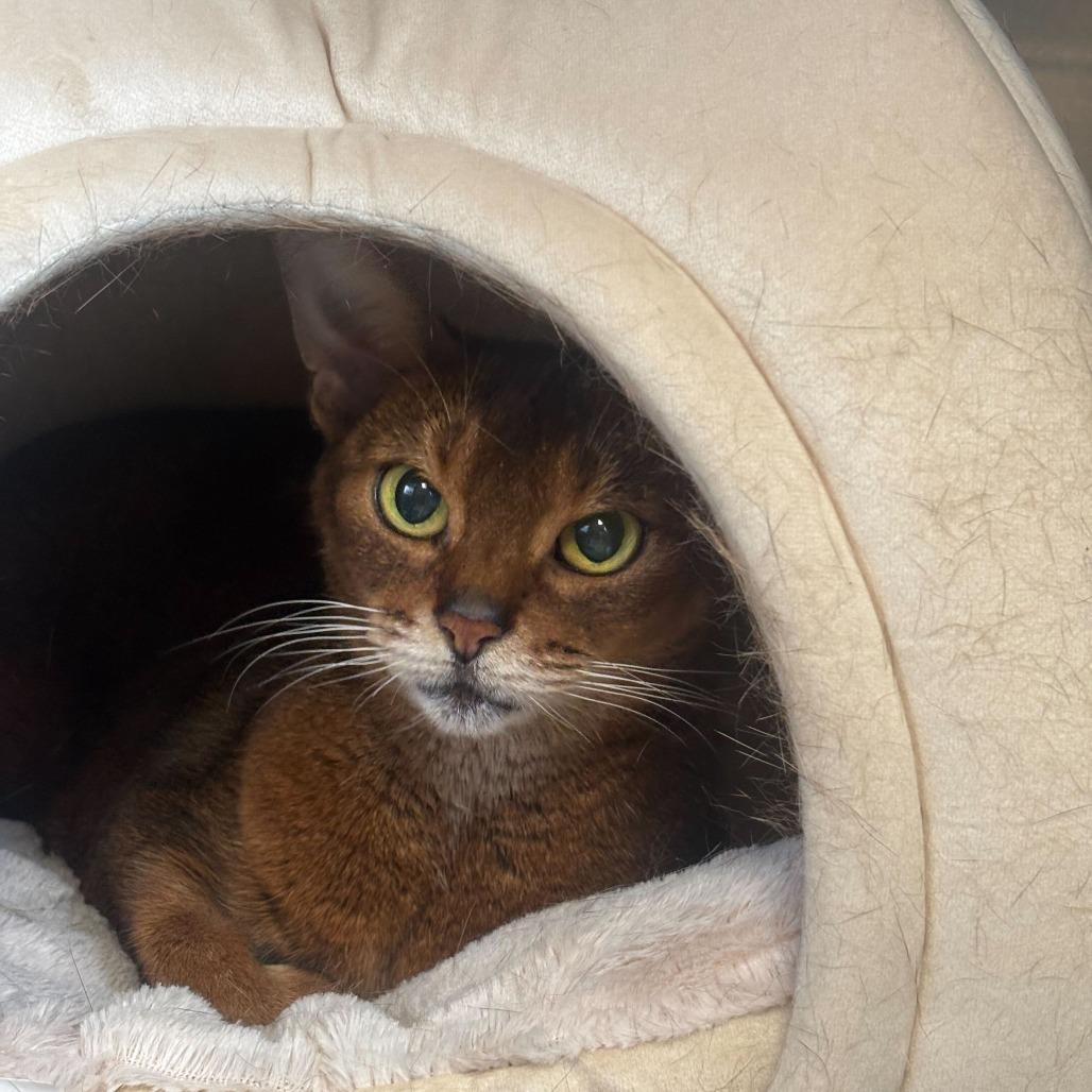 Baby Spice, ADOPTABLE, Adult Female Abyssinian.