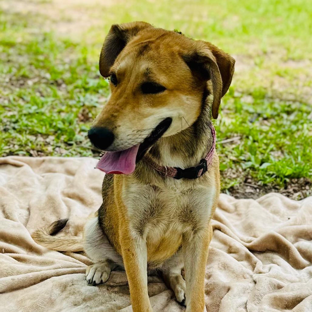 Harley, Adoptable, Young Female Mixed Breed.