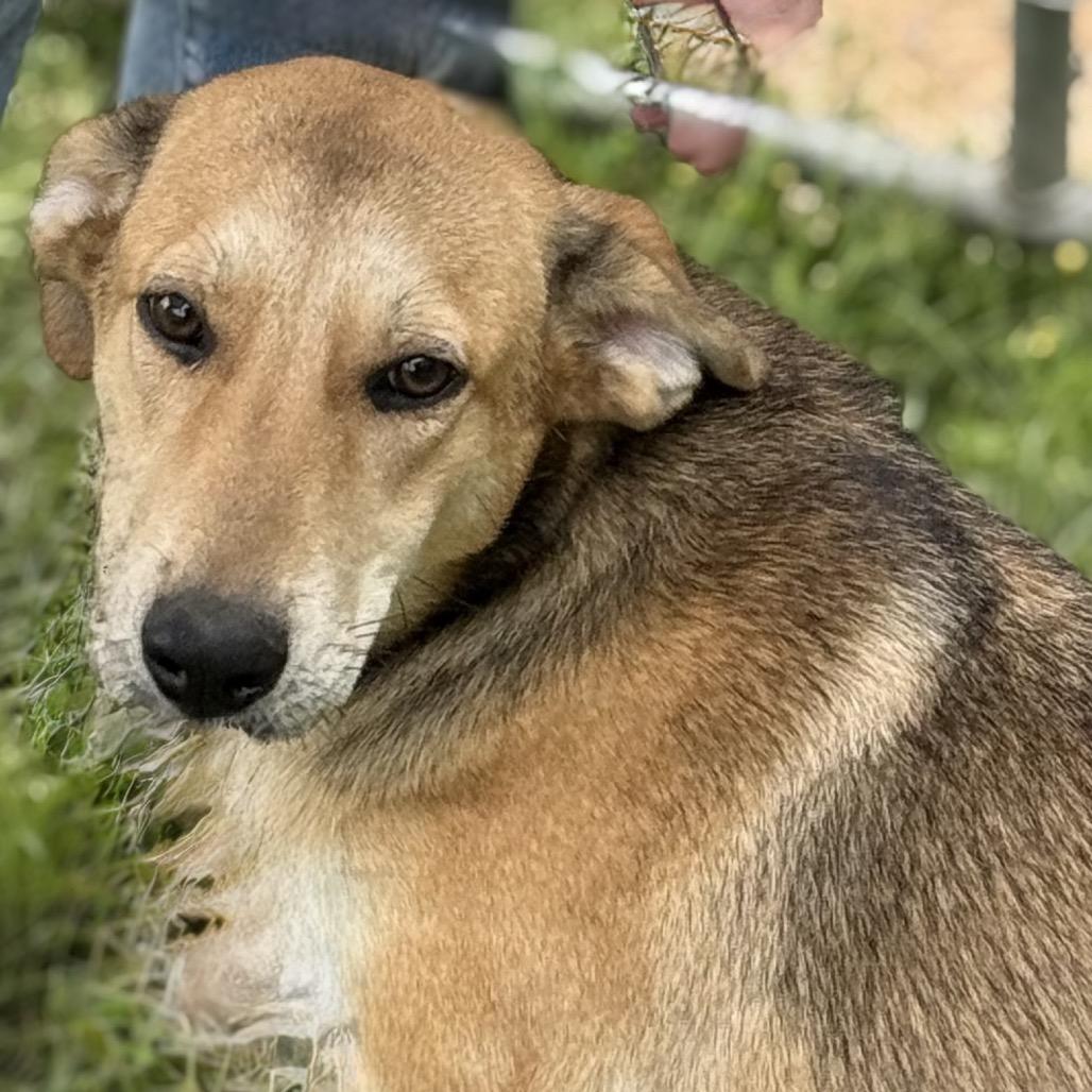 Harley, a Adoptable Mixed Breed in Lucedale, MS image 2/4