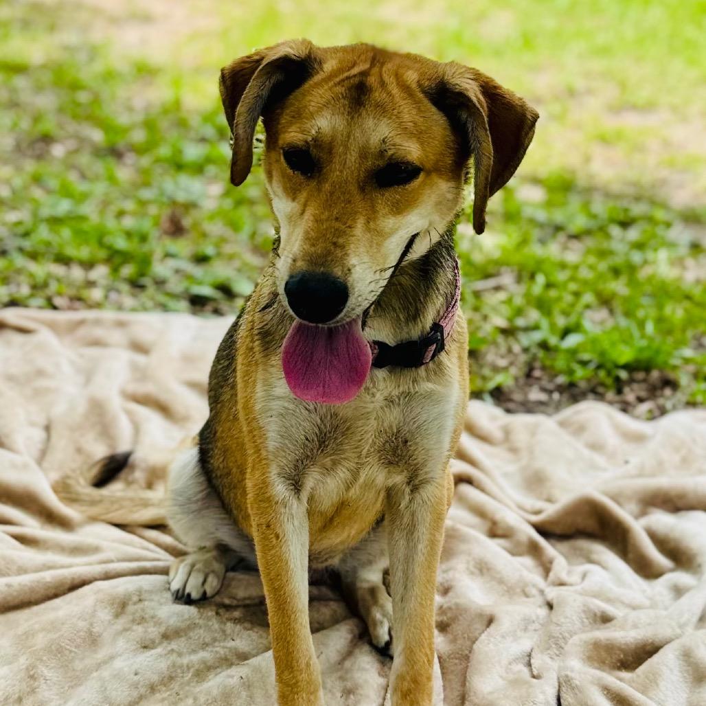 Harley, a Adoptable Mixed Breed in Lucedale, MS image 3/4