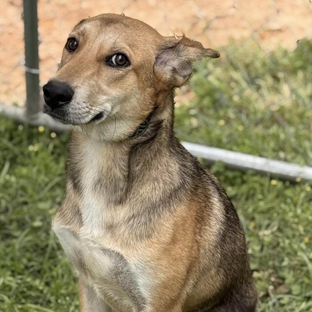 Harley, a Adoptable Mixed Breed in Lucedale, MS image 4/4