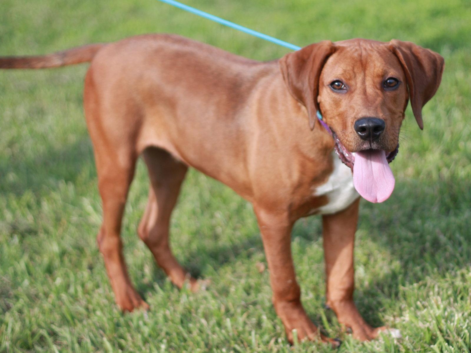 Boone - MEET ME 7/11 - FREE TO ADOPT!, Adoptable, Puppy Male Redbone Coonhound & Plott Hound.
