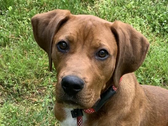 Boone, Adoptable, Puppy Male Redbone Coonhound & Plott Hound.