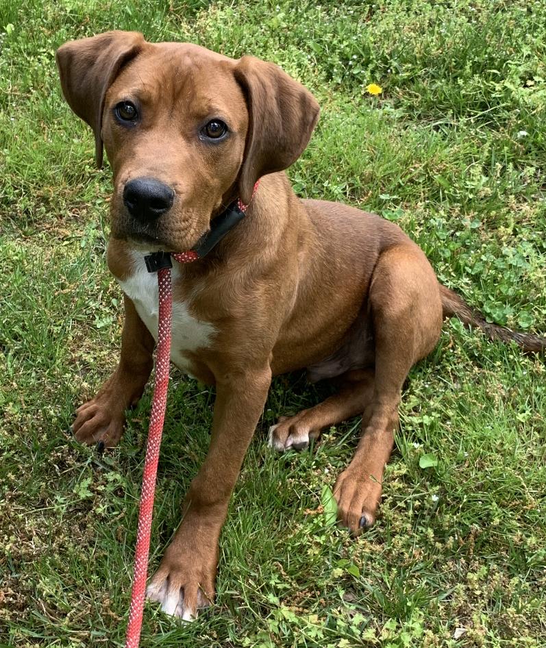 Boone, a Adoptable mixed breed in Cookeville, TN image 2/3