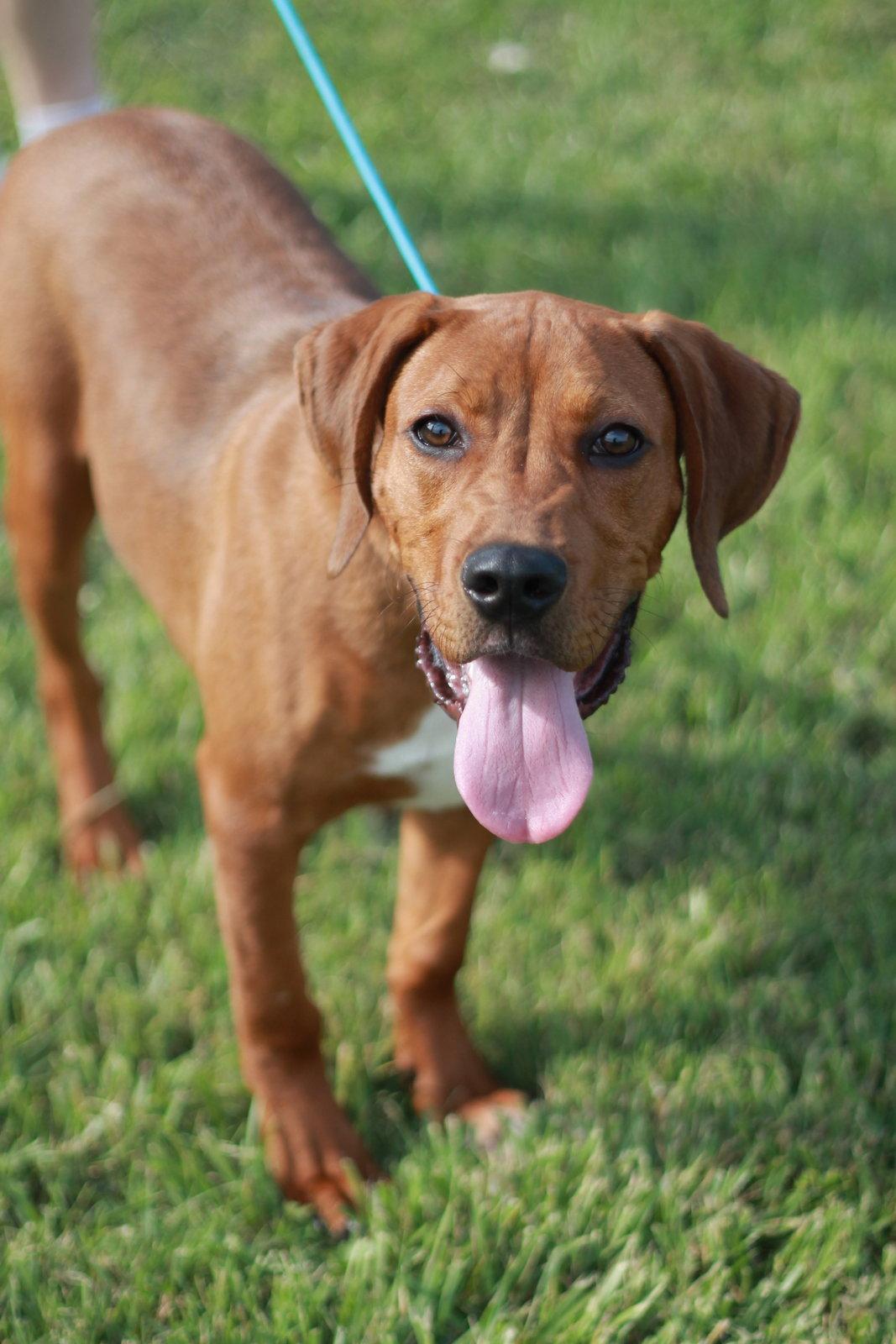Enlarge Boone - MEET ME 7/11 - FREE TO ADOPT!, a Adoptable mixed breed in Cookeville, TN image 2/3