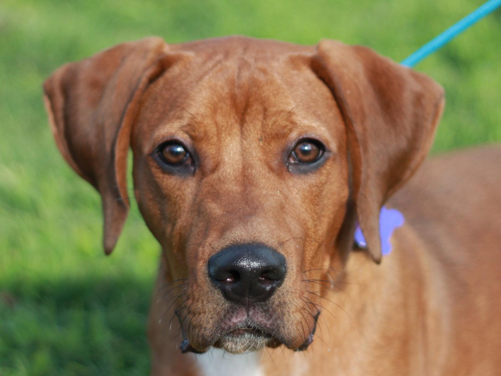 Enlarge Boone - MEET ME 7/11 - FREE TO ADOPT!, a Adoptable mixed breed in Cookeville, TN image 3/3