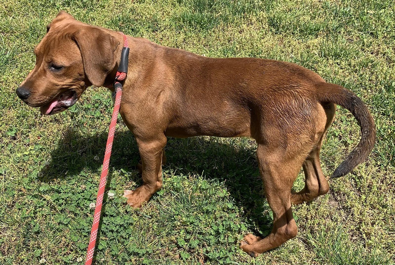 Boone, a Adoptable mixed breed in Cookeville, TN image 3/3