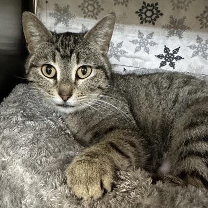 Heaven, Adoptable, Adult Female Domestic Short Hair & Domestic Short Hair.