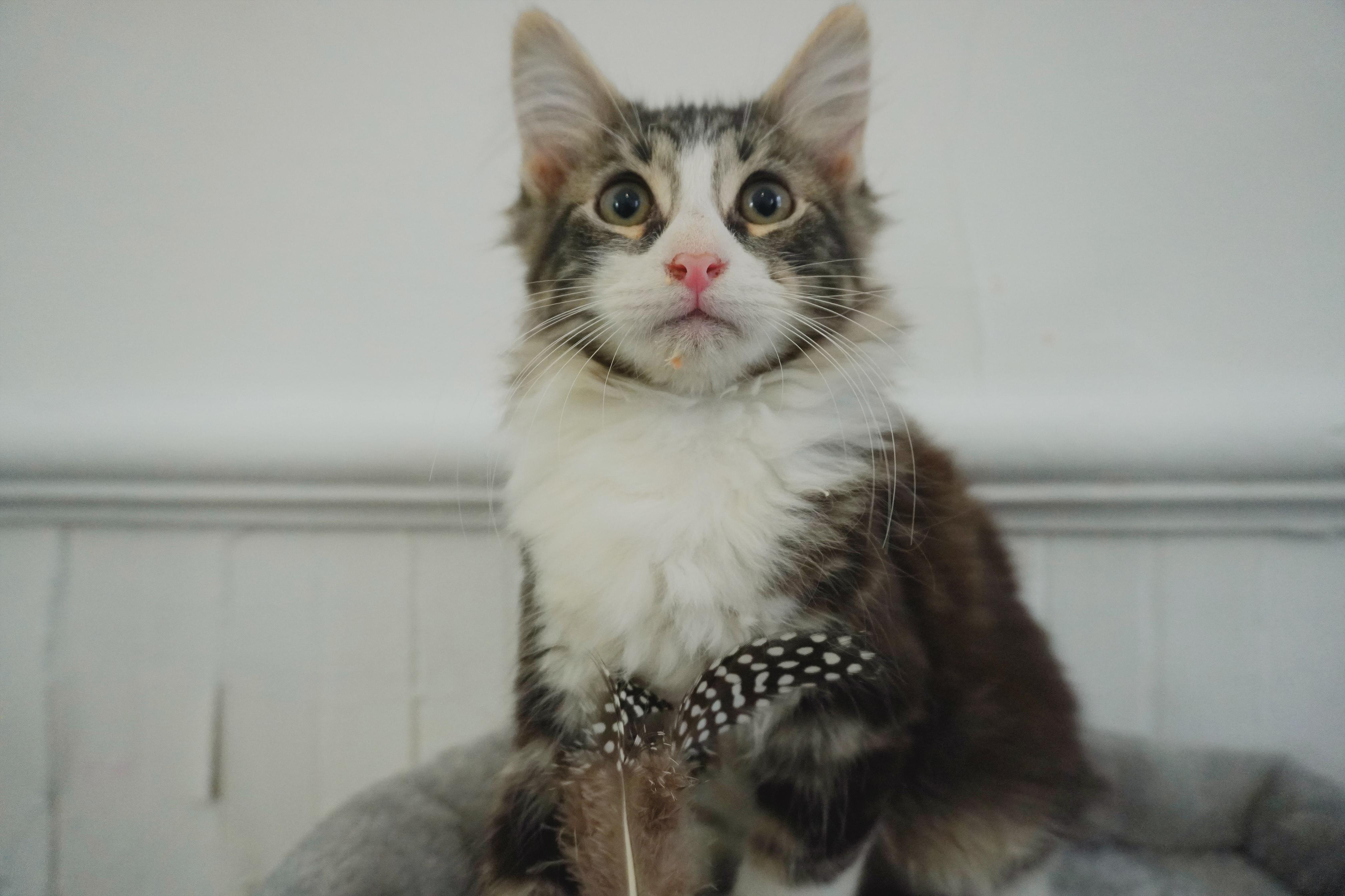 Unlicensed Forklift Frank, ADOPTABLE, Young Male Maine Coon & Domestic Long Hair.