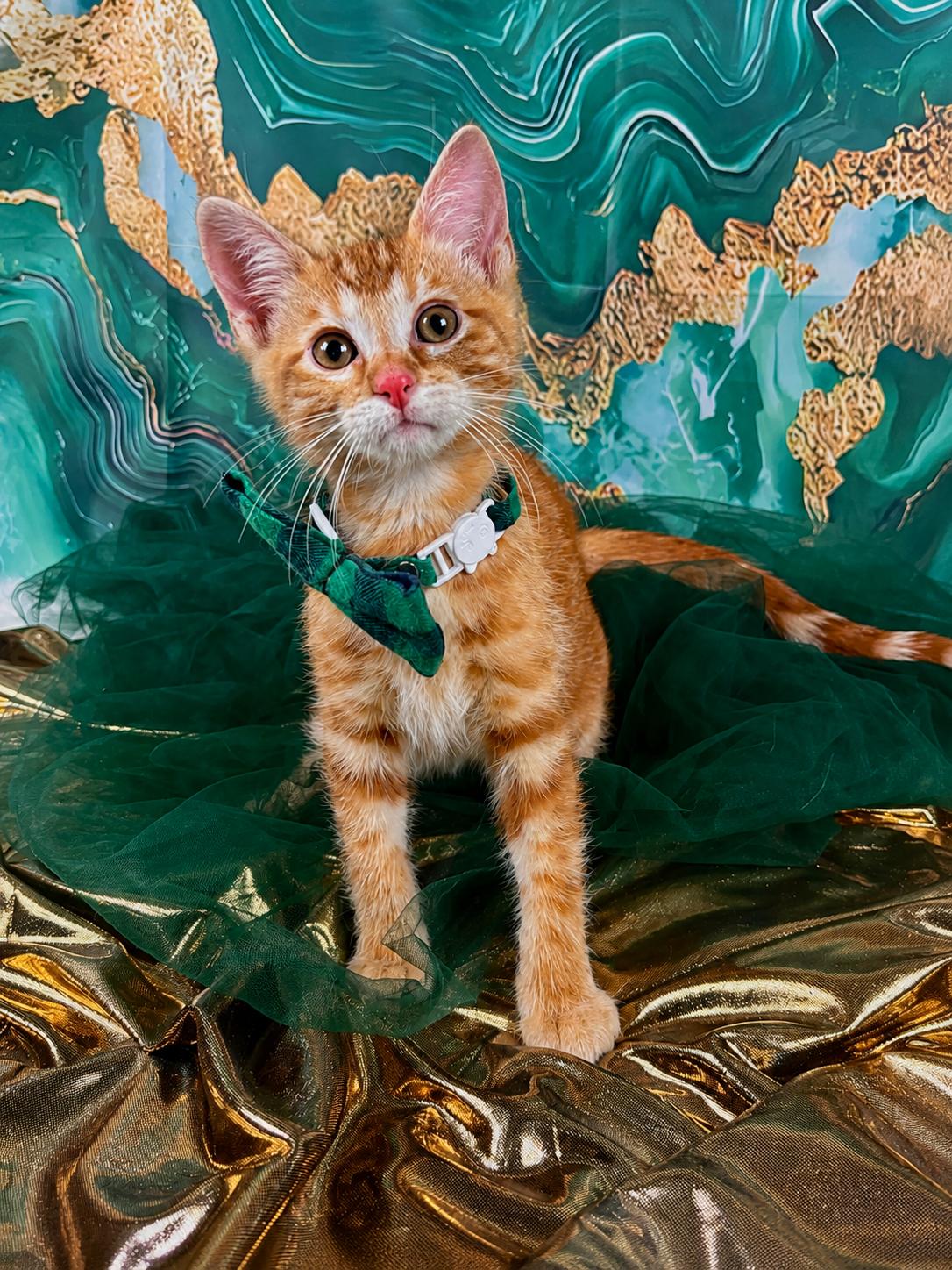 Cove, adopted, Kitten Male Domestic Short Hair & Tabby.