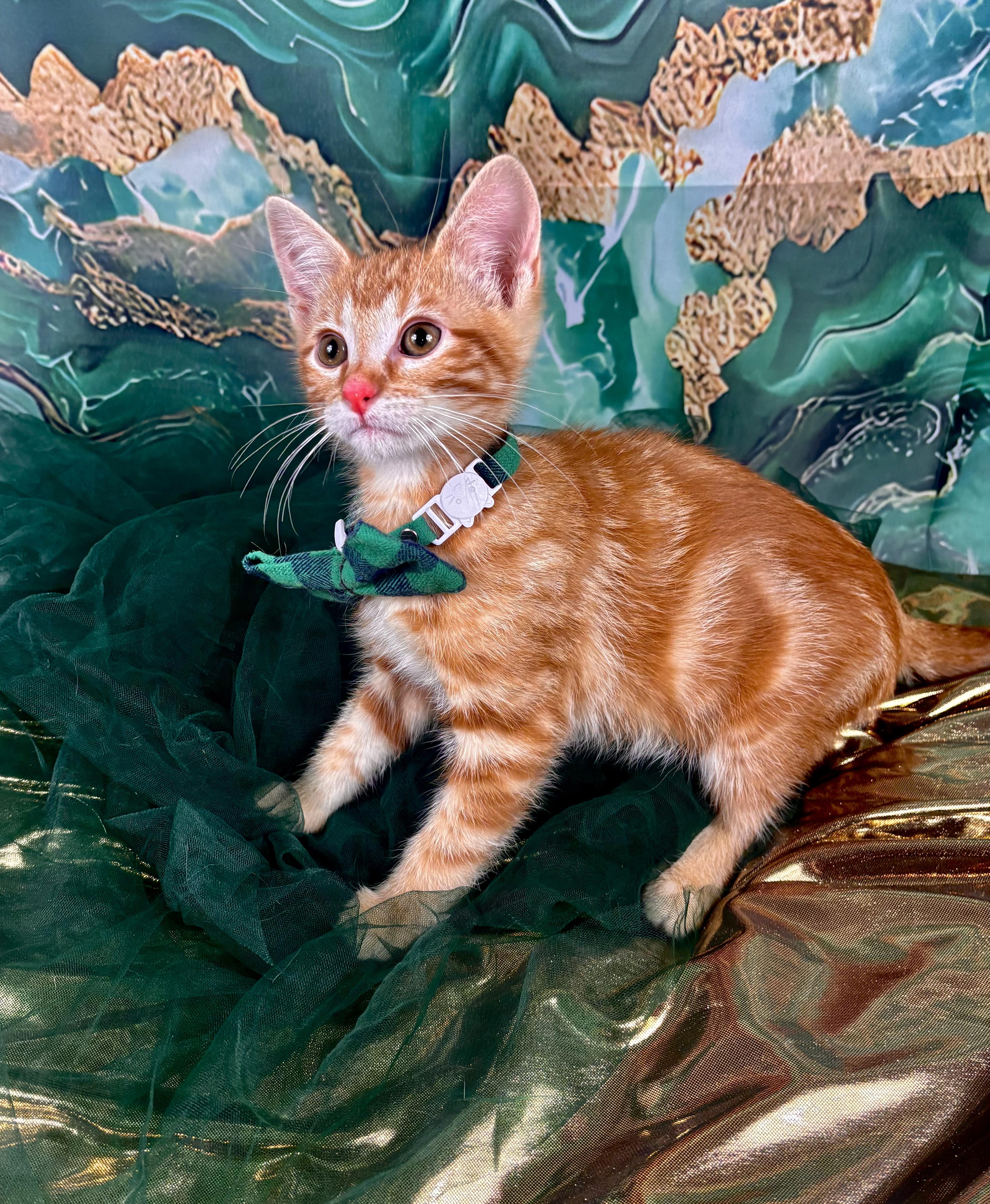 Enlarge Cove, an adopted mixed breed in Webster, TX image 2/3