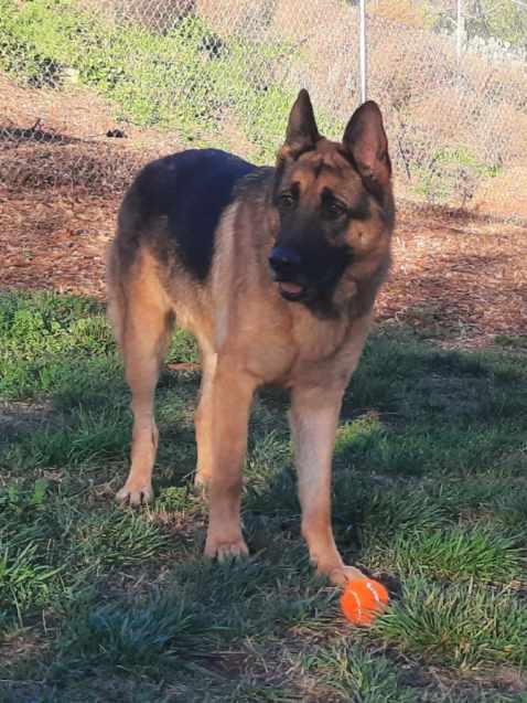 Enlarge RONNIE, a Adoptable German Shepherd Dog in Los Angeles, CA image 3/5