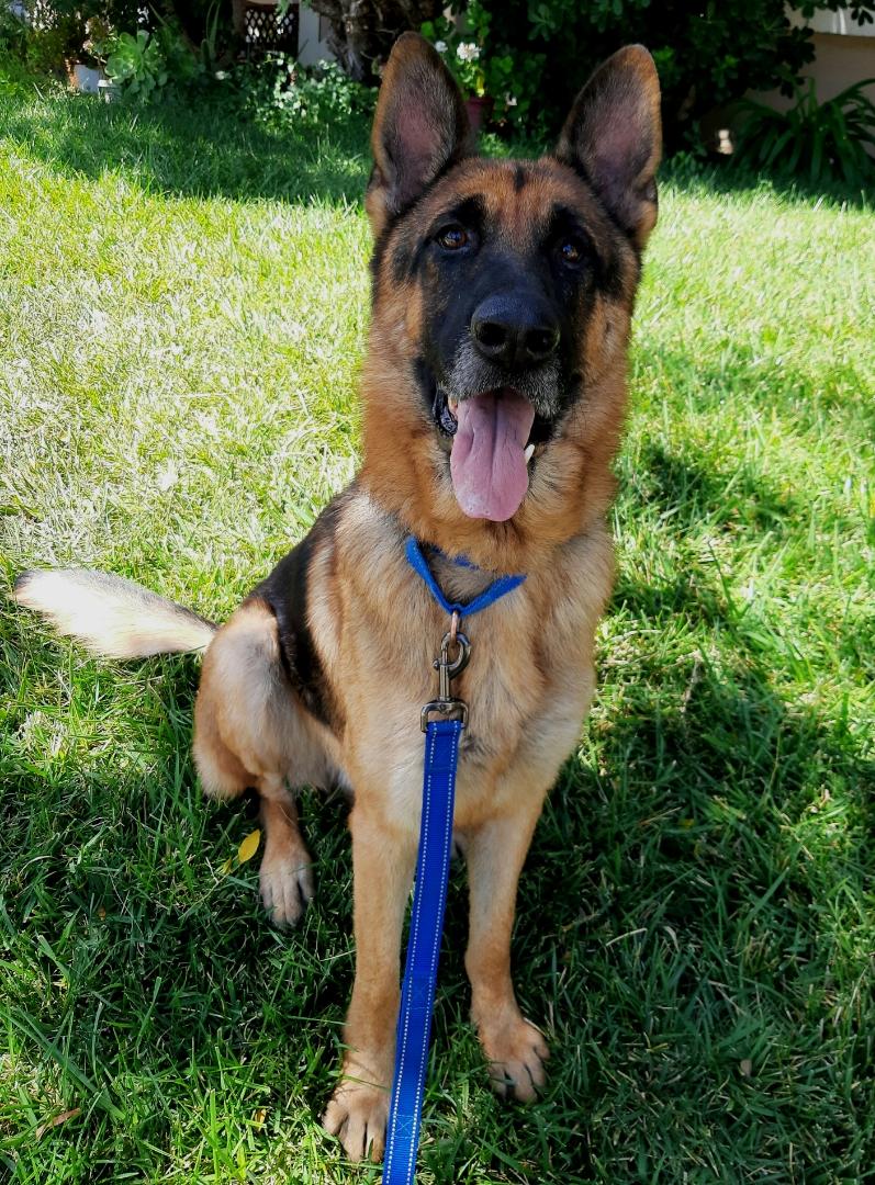 Enlarge RONNIE, a Adoptable German Shepherd Dog in Los Angeles, CA image 1/5