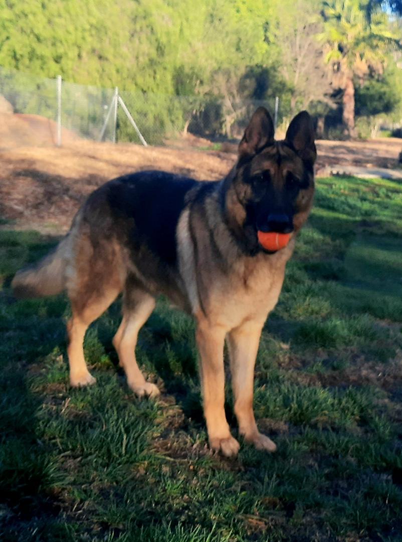 Enlarge RONNIE, a Adoptable German Shepherd Dog in Los Angeles, CA image 5/5