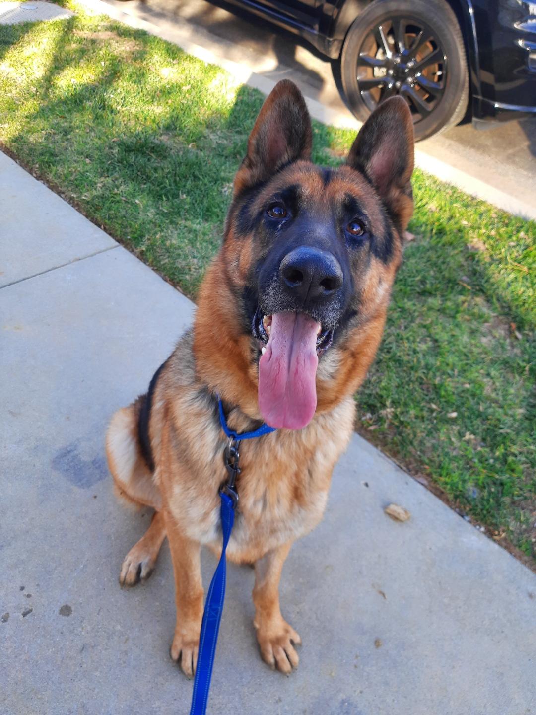 Enlarge RONNIE, a Adoptable German Shepherd Dog in Los Angeles, CA image 4/5