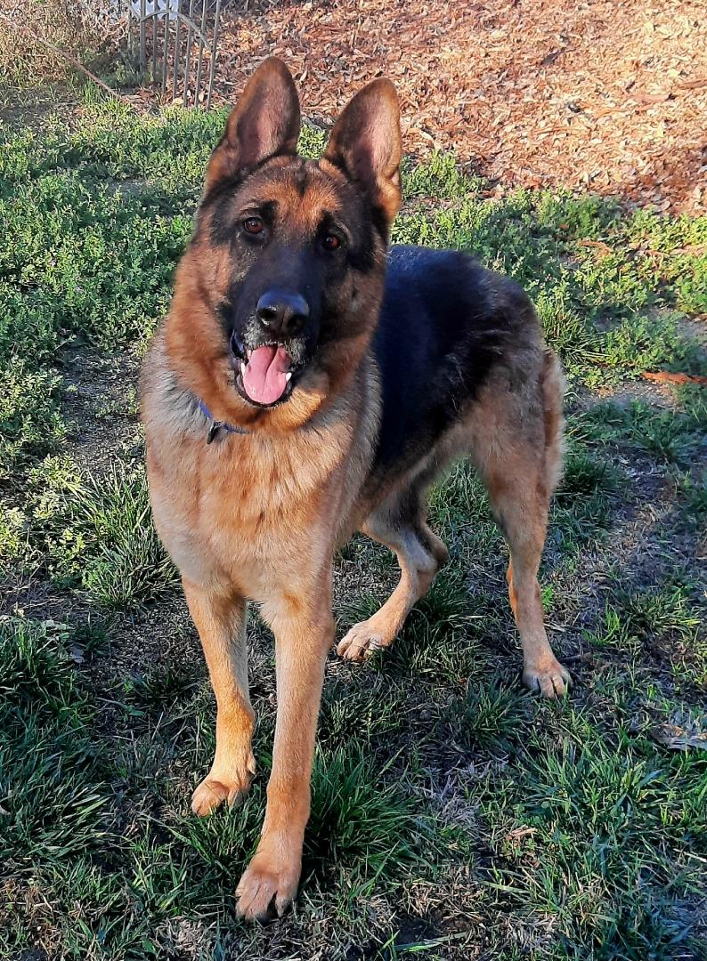 Enlarge RONNIE, a Adoptable German Shepherd Dog in Los Angeles, CA image 2/5