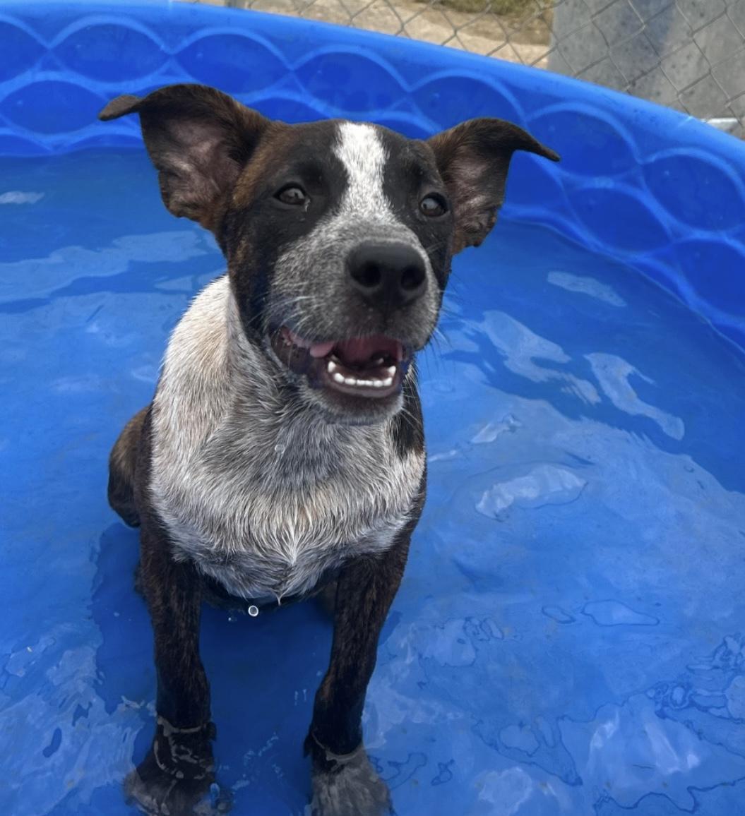 Enlarge Chunky in NH. Come Meet our Adoptable Dogs Wednesday-Saturday. More info in Bio, a ADOPTABLE mixed breed in Manchester, NH image 2/5