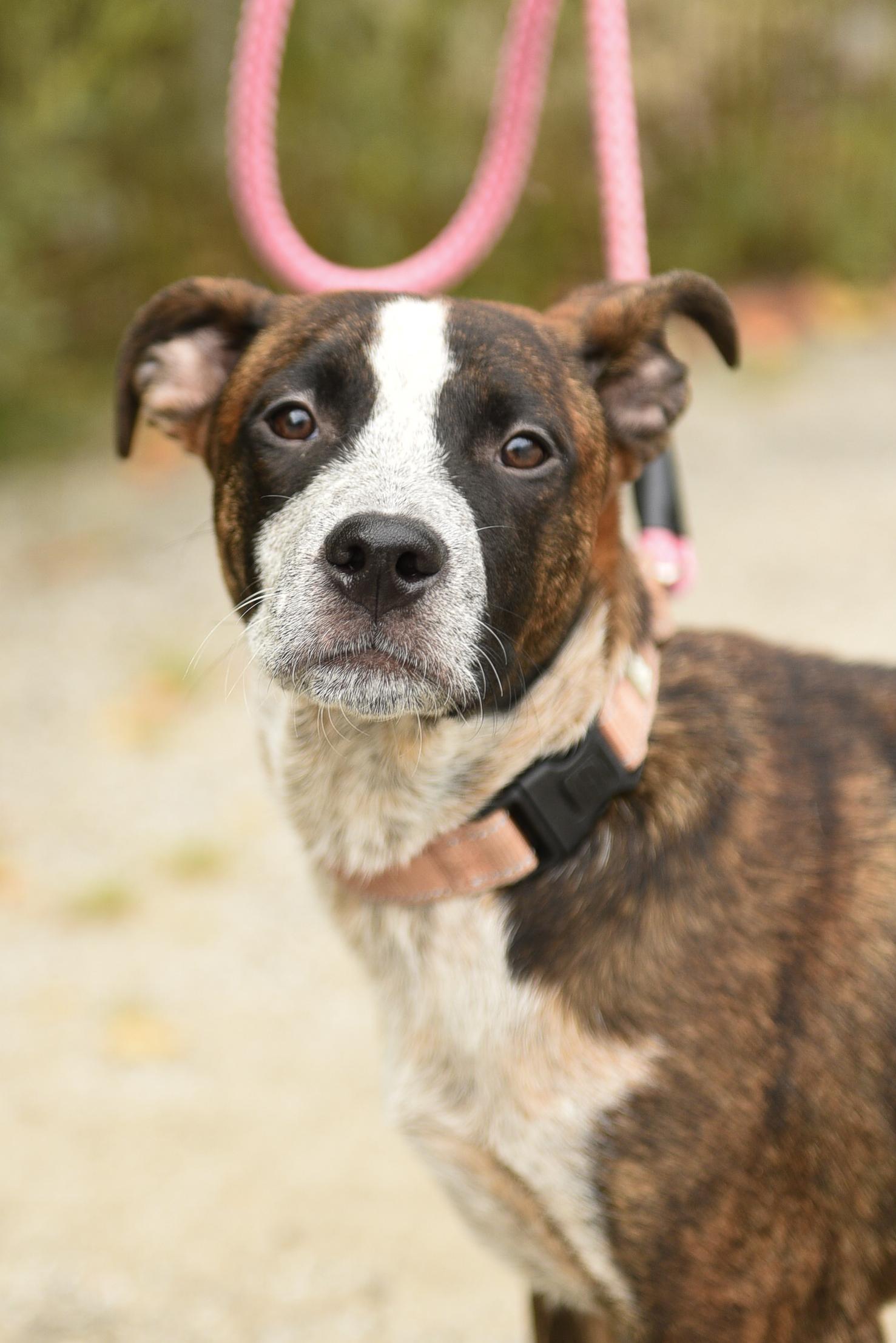 Chunky in NH. Come Meet our Adoptable Dogs Wednesday-Saturday. More info in Bio, ADOPTABLE, Puppy Female Cattle Dog.