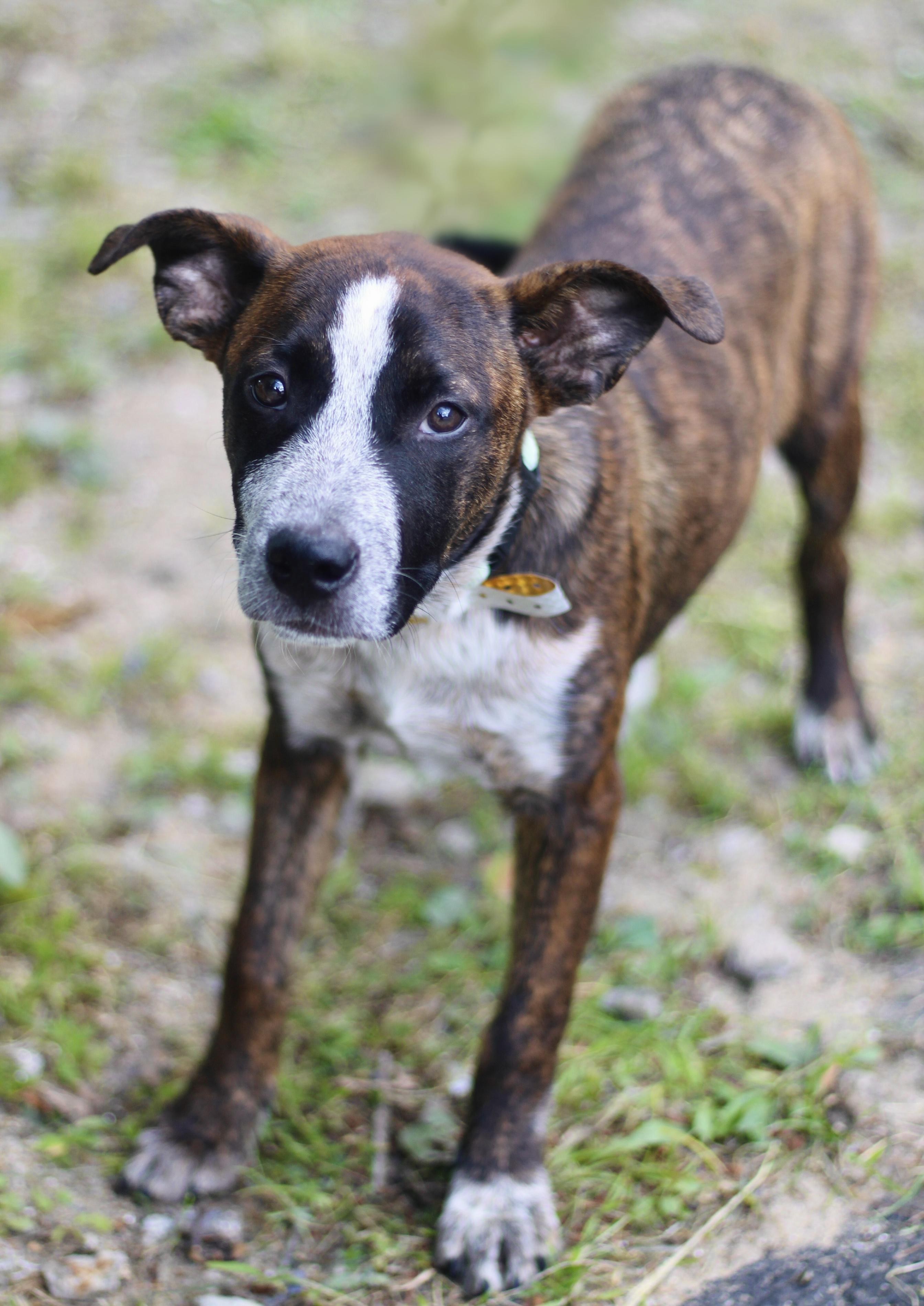 Enlarge Chunky in NH. Come Meet our Adoptable Dogs Wednesday-Saturday. More info in Bio, a ADOPTABLE mixed breed in Manchester, NH image 3/5