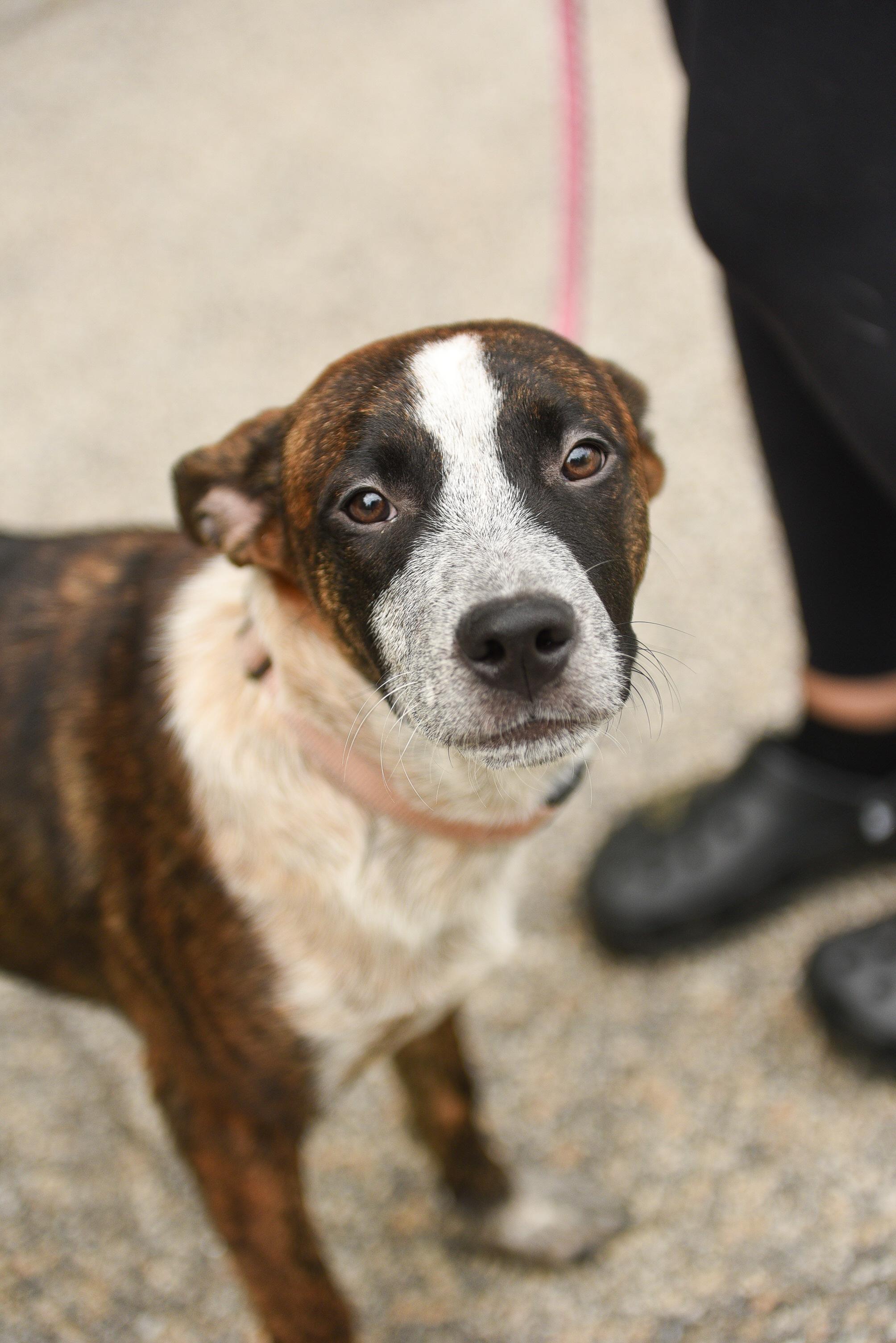 Enlarge Chunky in NH. Come Meet our Adoptable Dogs Wednesday-Saturday. More info in Bio, a ADOPTABLE mixed breed in Manchester, NH image 5/5