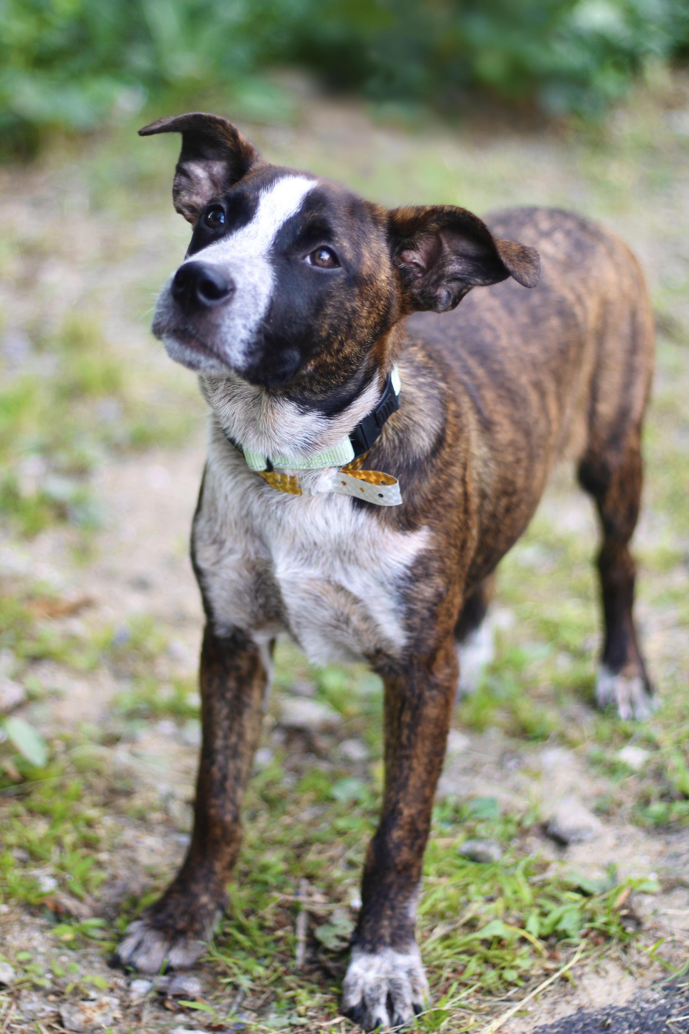 Enlarge Chunky in NH. Come Meet our Adoptable Dogs Wednesday-Saturday. More info in Bio, a ADOPTABLE mixed breed in Manchester, NH image 4/5