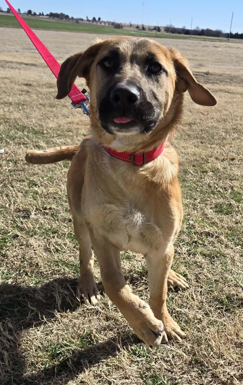 Chance, adopted, Young Male Labrador Retriever.