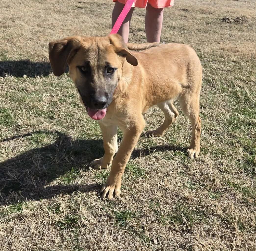 Enlarge Chance, an adopted mixed breed in Larned, KS image 2/4