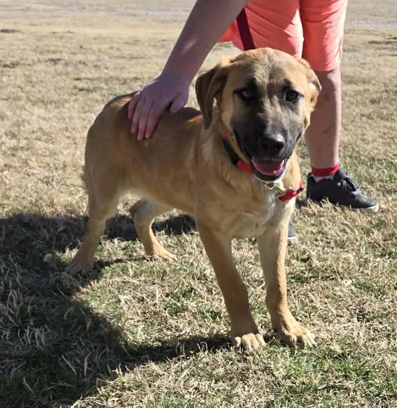 Enlarge Chance, an adopted mixed breed in Larned, KS image 3/4