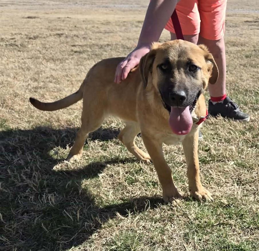 Enlarge Chance, an adopted mixed breed in Larned, KS image 4/4