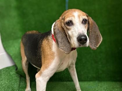 Honey, Adoptable, Adult Female Foxhound & Mixed Breed.