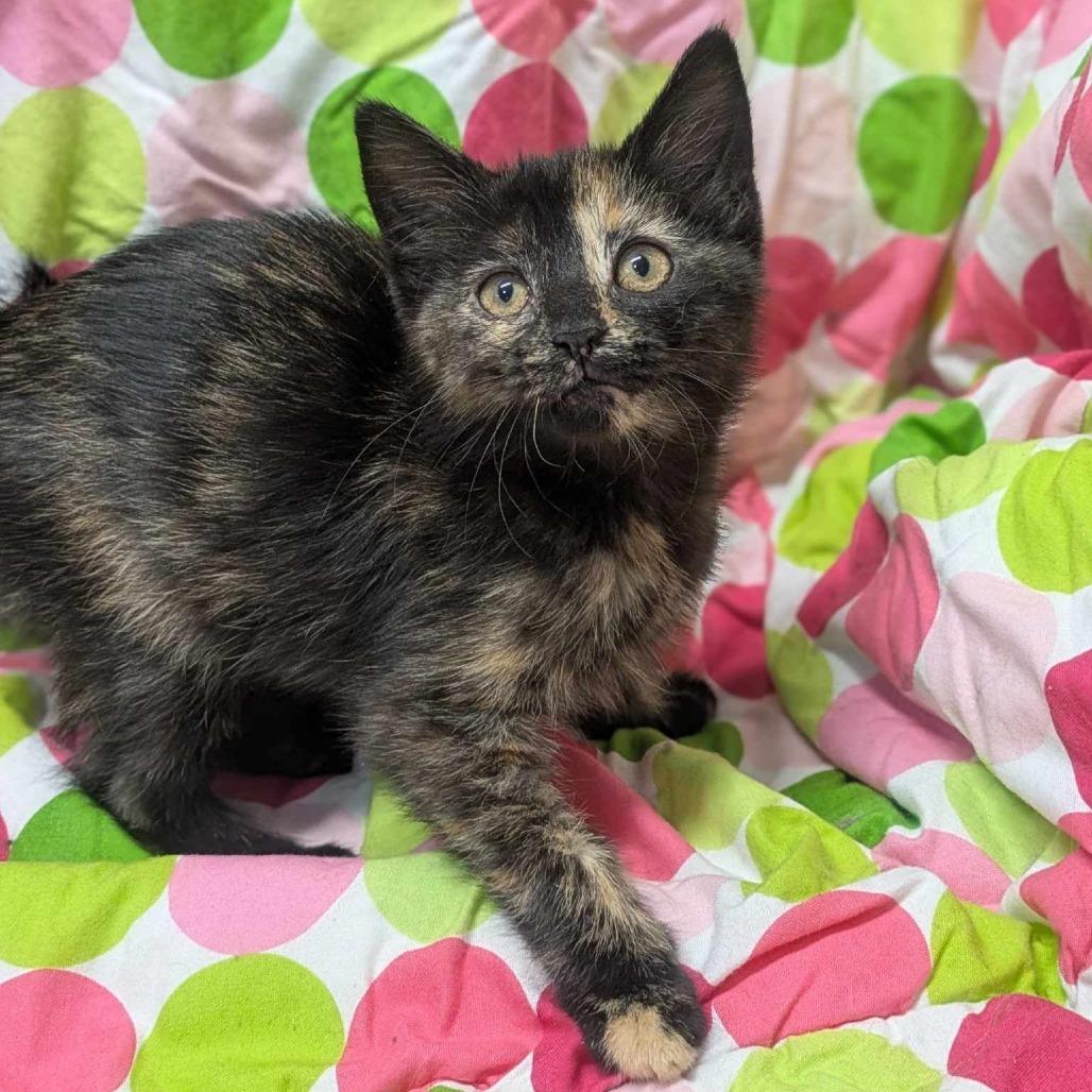 Charlotte Reeves, Young Female Domestic Short Hair