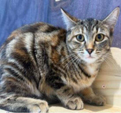 Daffodil, a Adoptable Domestic Short Hair in Keswick, ON image 1/2