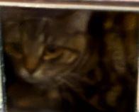 Daffodil, Adoptable, Young Female Domestic Short Hair.