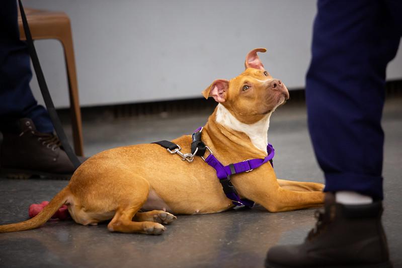 Enlarge Flurry, a ADOPTABLE Mixed Breed in Philadelphia, PA image 4/6